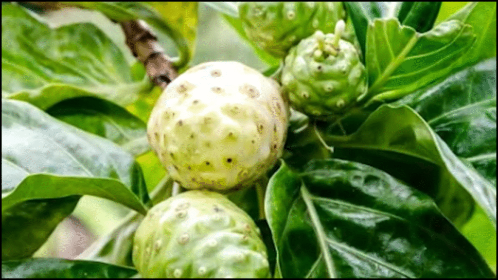 ননি ফল: উপকারিতা, সেবনের নিয়ম ও সতর্কতা 1 ননি ফল: উপকারিতা, সেবনের নিয়ম ও সতর্কতা ননি ফল: উপকারিতা, সেবনের নিয়ম ও সতর্কতা