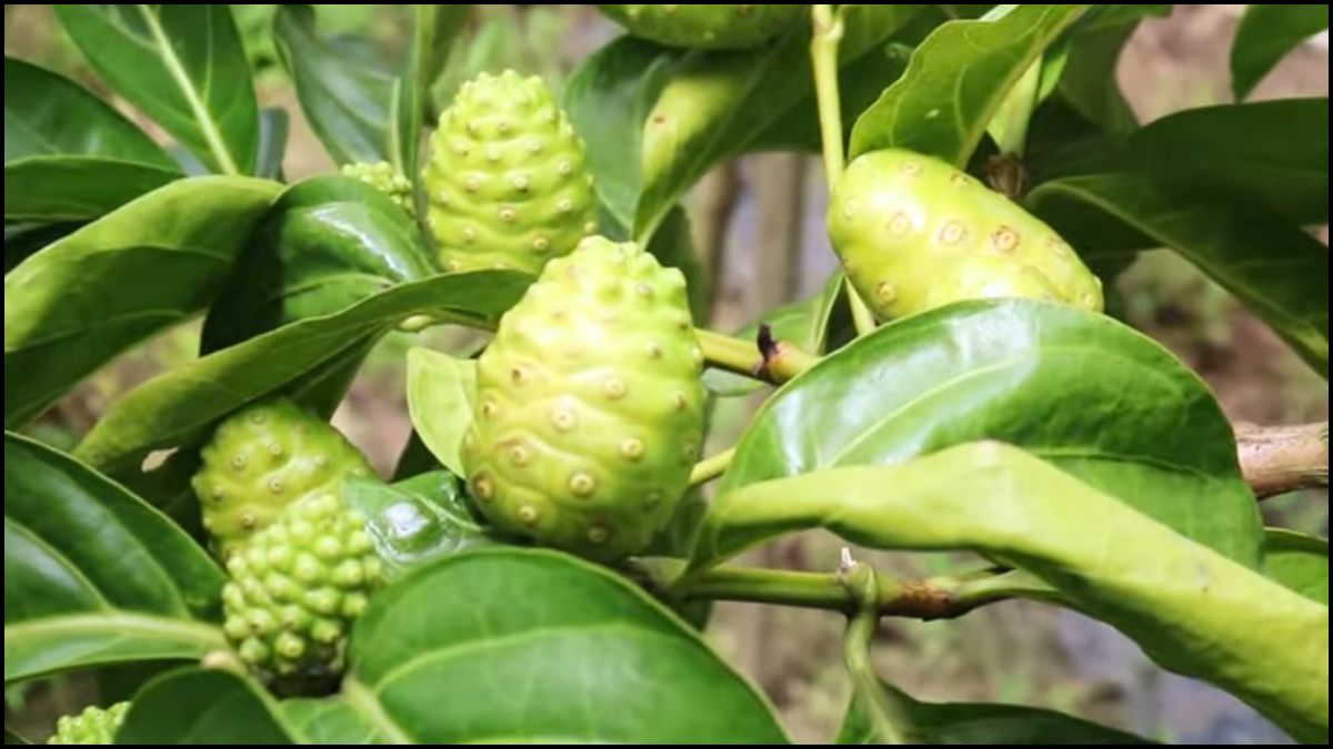ননি ফল: উপকারিতা, সেবনের নিয়ম ও সতর্কতা