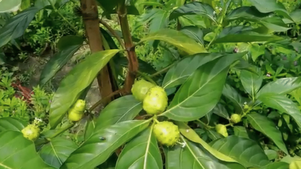 ননি ফল: উপকারিতা, সেবনের নিয়ম ও সতর্কতা 2 ননি ফল: উপকারিতা, সেবনের নিয়ম ও সতর্কতা ননি ফল: উপকারিতা, সেবনের নিয়ম ও সতর্কতা