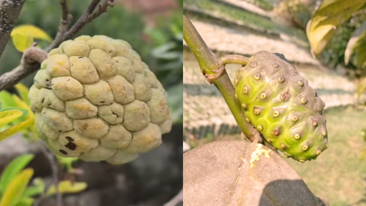 আতা ফল আর ননি ফল কি এক? জানুন পার্থক্য ও উপকারিতা।