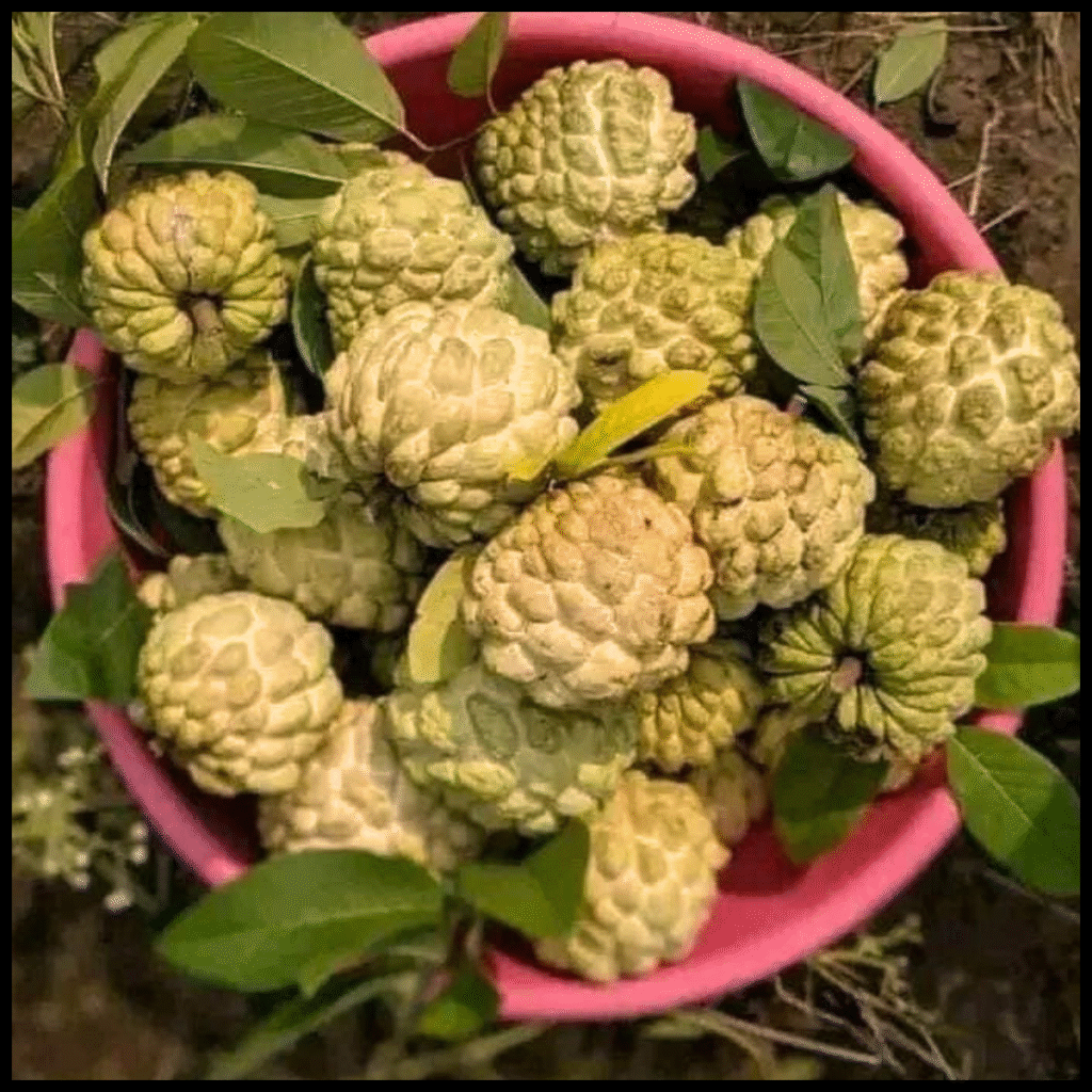 আতা ফল আর ননি ফল কি এক? জানুন পার্থক্য ও উপকারিতা। 1 আতা ফল আর ননি ফল কি এক? জানুন পার্থক্য ও উপকারিতা। আতা ফল আর ননি ফল কি এক? জানুন পার্থক্য ও উপকারিতা।