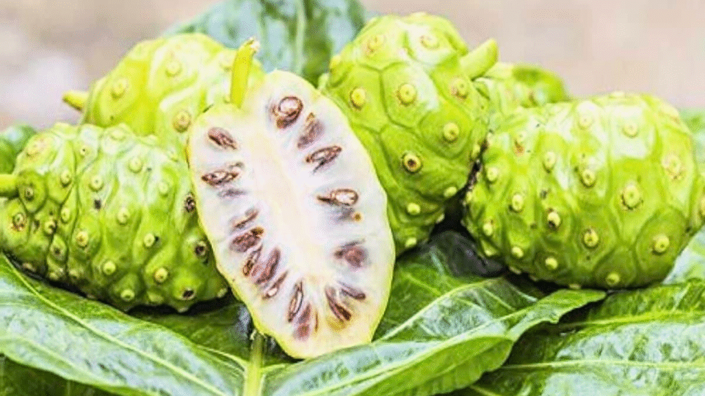 আতা ফল আর ননি ফল কি এক? জানুন পার্থক্য ও উপকারিতা। 2 আতা ফল আর ননি ফল কি এক? জানুন পার্থক্য ও উপকারিতা। আতা ফল আর ননি ফল কি এক? জানুন পার্থক্য ও উপকারিতা।