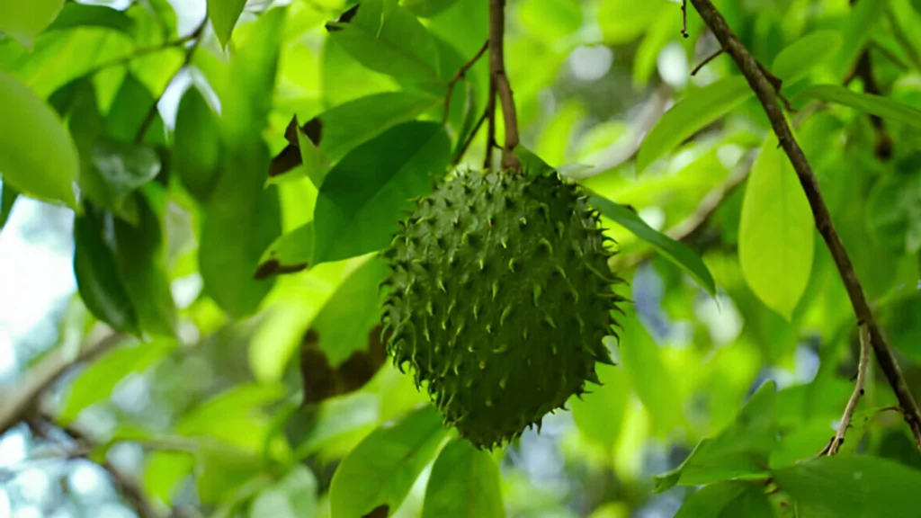করোসল (Soursop/Graviola): ক্যান্সারের চিকিৎসায় কি সত্যিই উপকারী? বৈজ্ঞানিক বিশ্লেষণ 2 করোসল (Soursop/Graviola): ক্যান্সারের চিকিৎসায় কি সত্যিই উপকারী? বৈজ্ঞানিক বিশ্লেষণ করোসল (Soursop/Graviola): ক্যান্সারের চিকিৎসায় কি সত্যিই উপকারী? বৈজ্ঞানিক বিশ্লেষণ