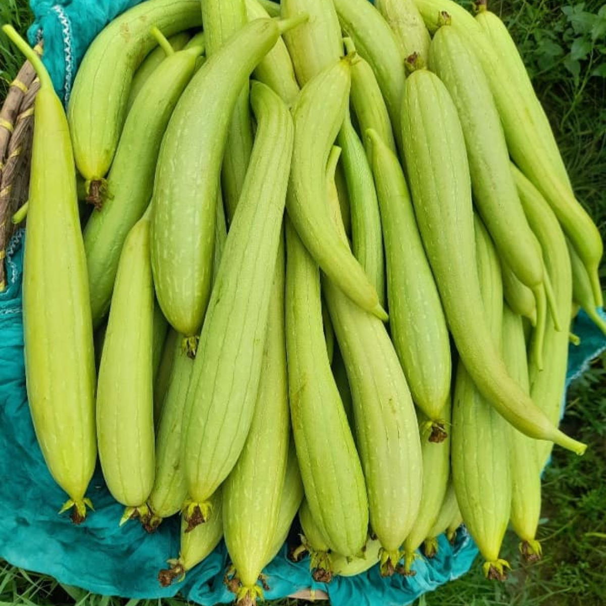 পুল্লা বা ধুন্দল এর উপকারিতা শরীর, ত্বক ও রোগ প্রতিরোধে ১০টি বৈজ্ঞানিক প্রমাণিত গুণ (1) পুল্লা বা ধুন্দল এর উপকারিতা: শরীর, ত্বক ও রোগ প্রতিরোধে ১০টি বৈজ্ঞানিক প্রমাণিত গুণ