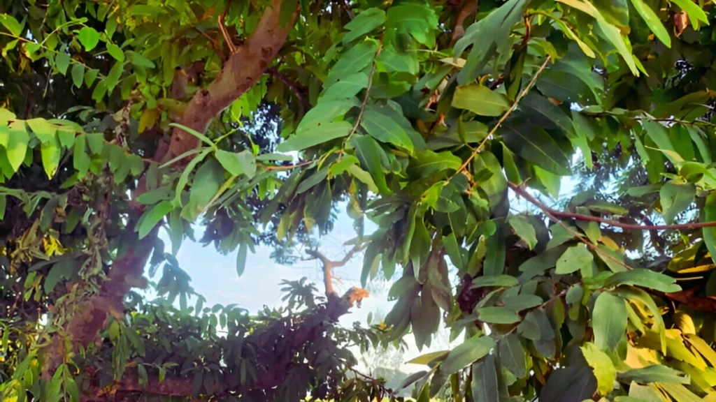 দিনে মাত্র ১বার খেলেই বদলে যাবে হৃদযন্ত্র! জানুন অর্জুন গাছের বিস্ময়কর উপকারিতা ও গোপন অপকারিতা 2 দিনে মাত্র ১বার খেলেই বদলে যাবে হৃদযন্ত্র! জানুন অর্জুন গাছের বিস্ময়কর উপকারিতা ও গোপন অপকারিতা অর্জুন গাছের উপকারিতা ও অপকারিতা