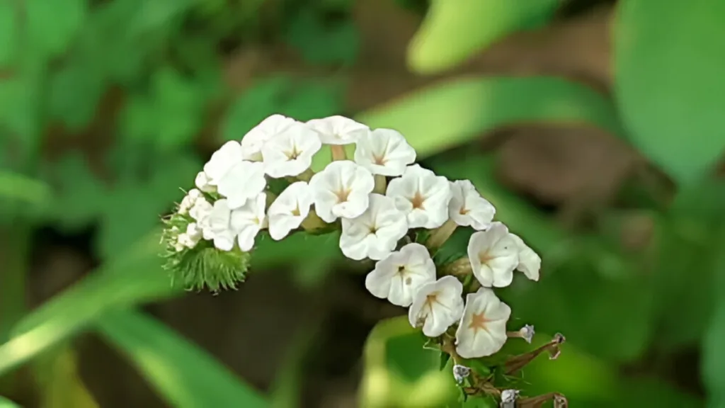 হাতিশুর কি সত্যিই নিরাপদ? লোকজ বিশ্বাসের আড়ালে লিভার–কিডনিতে ক্ষতির সম্ভাবনা, বলছে বিজ্ঞান 2 হাতিশুর কি সত্যিই নিরাপদ? লোকজ বিশ্বাসের আড়ালে লিভার–কিডনিতে ক্ষতির সম্ভাবনা, বলছে বিজ্ঞান হাতিশুর কি সত্যিই নিরাপদ? লোকজ বিশ্বাসের আড়ালে লিভার–কিডনিতে ক্ষতির সম্ভাবনা, বলছে বিজ্ঞান